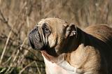 BULLDOG ANGLAIS 102